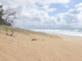 Dicky Beach, QLD 4551